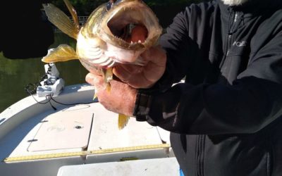 Nov 2022 Blue Ridge Lake fishing reports