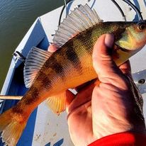 November 2022 Blue Ridge fishing reports